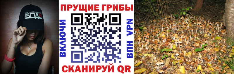 Галлюциногенные грибы Psilocybine cubensis  Терек 